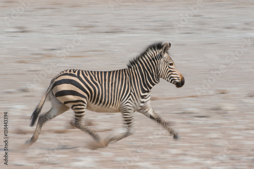 Hartmann s zebra running