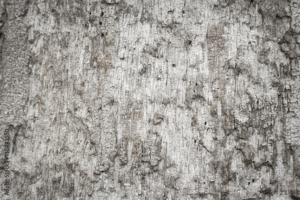 Obraz premium Old Wooden bark texture