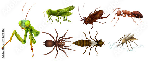 Different kinds of insects