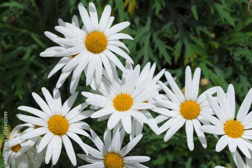 Daisy flowers