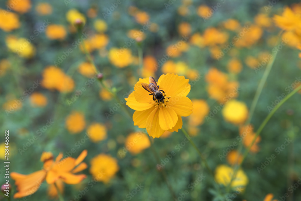 Flowers bloom or Wilt , have beauty In the itself Flowers bloom or Wilt , have beauty In the itself