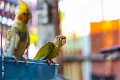 Colorful bird, Cinnamon green-cheeked conure photo