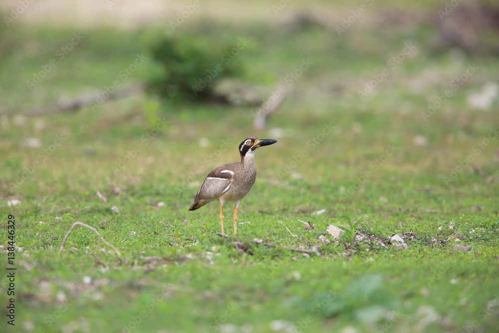 Beach Stone-Curlew or Beach Thick-knee (Orthorhamphus magnirostris) in Bali Barat National Park, Bali Island, Indonesia
Beach Stone-Curlew or Beach Thick-knee (Orthorhamphus magnirostris) in Bali Barat National Park, Bali Island, Indonesia