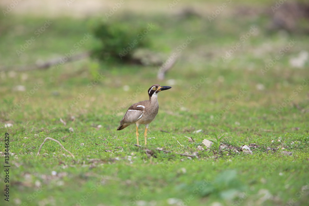 Beach Stone-Curlew or Beach Thick-knee (Orthorhamphus magnirostris) in Bali Barat National Park, Bali Island, Indonesia
