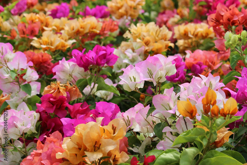 Close-up of a colorful meadow of bright mixed multi-colored pink and orange Bougainvillea flowers in bloom creates a vivid nature or summer background 