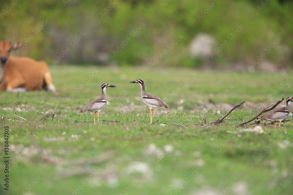 Beach Stone-Curlew or Beach Thick-knee (Orthorhamphus magnirostris) in Bali Barat National Park, Bali Island, Indonesia
Beach Stone-Curlew or Beach Thick-knee (Orthorhamphus magnirostris) in Bali Barat National Park, Bali Island, Indonesia