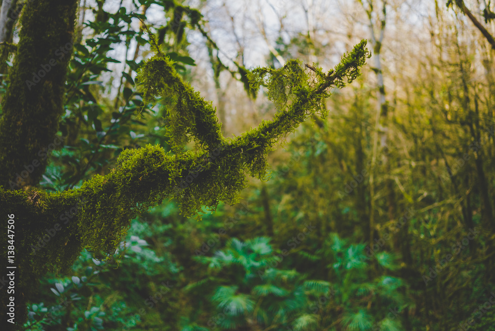 Fototapeta premium moss forest tree branch