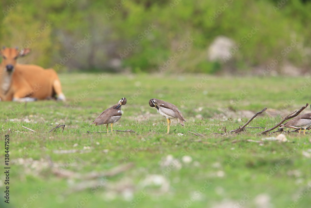Beach Stone-Curlew or Beach Thick-knee (Orthorhamphus magnirostris) in Bali Barat National Park, Bali Island, Indonesia
Beach Stone-Curlew or Beach Thick-knee (Orthorhamphus magnirostris) in Bali Barat National Park, Bali Island, Indonesia