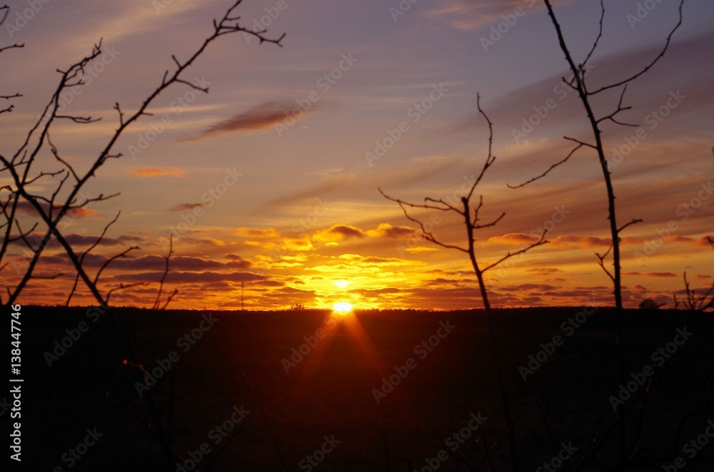 Fototapeta premium sunset tree 