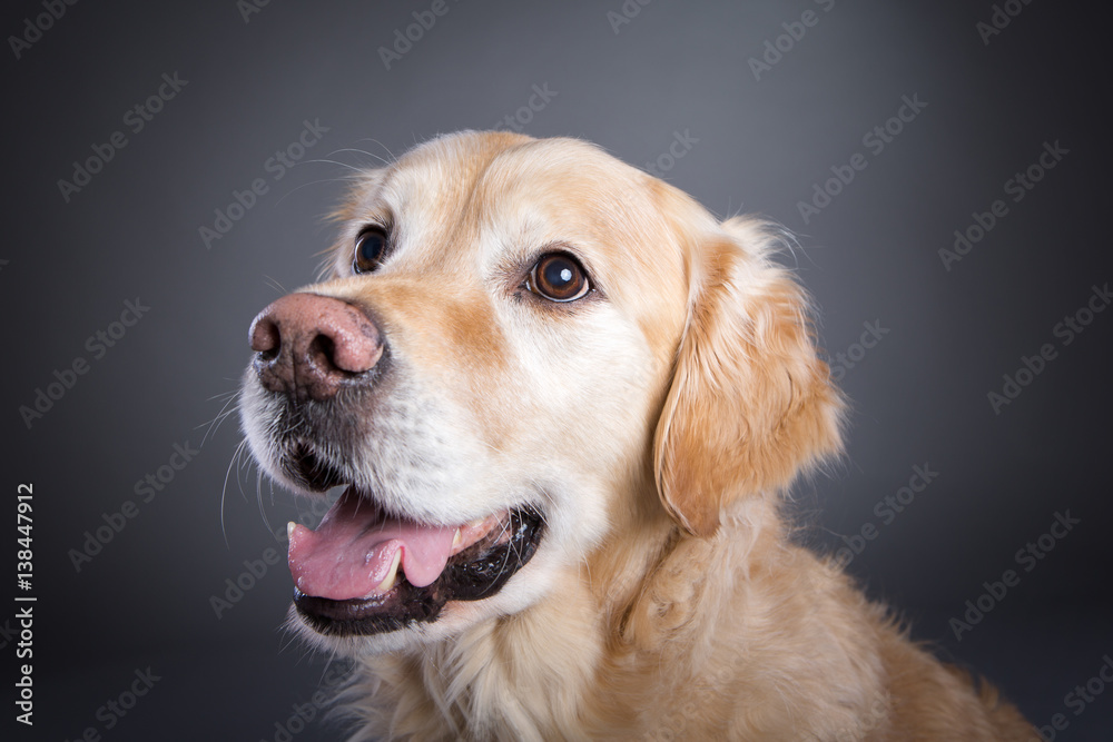 Golde Retriever modelt im Studio Golde Retriever modelt im Studio