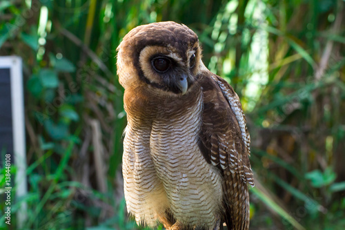 Long Eared Owl perched on the branch of a tree/Long Eared Owl/Long Eared Owl photo