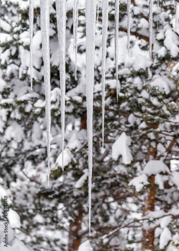 Hanging icicles on background trees