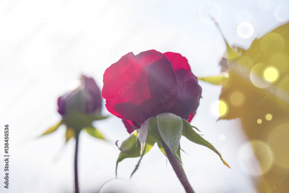 Obraz premium Beautiful red rose against the summer sky, bottom view