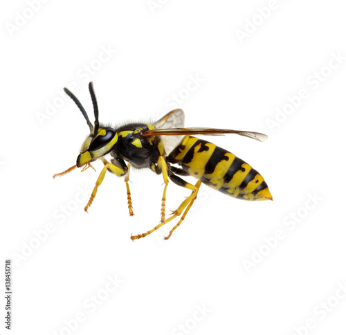 wasp isolated on white