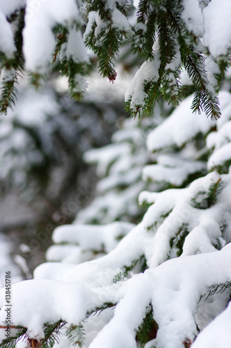 Spruce branches covered with snow