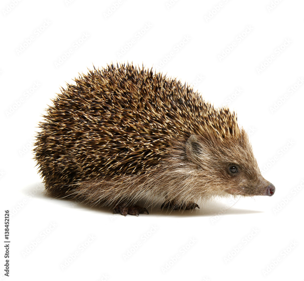 Hedgehog isolated on white Hedgehog isolated on white