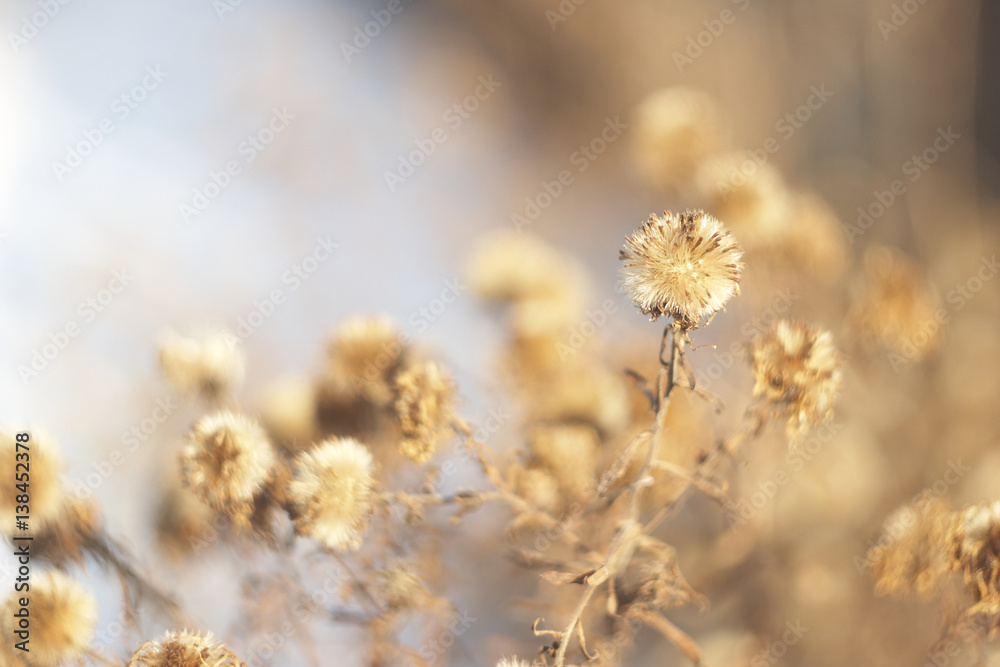 fluffy aster seeds melkotsvetkovoy
fluffy aster seeds melkotsvetkovoy