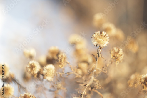 fluffy aster seeds melkotsvetkovoy   © soul_romance