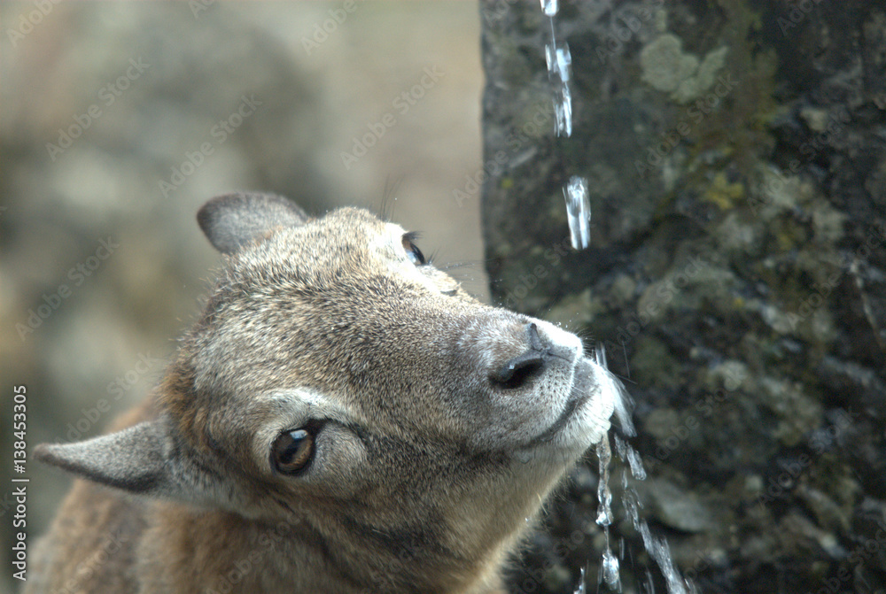 Fototapeta premium Mufflon beim Trinken