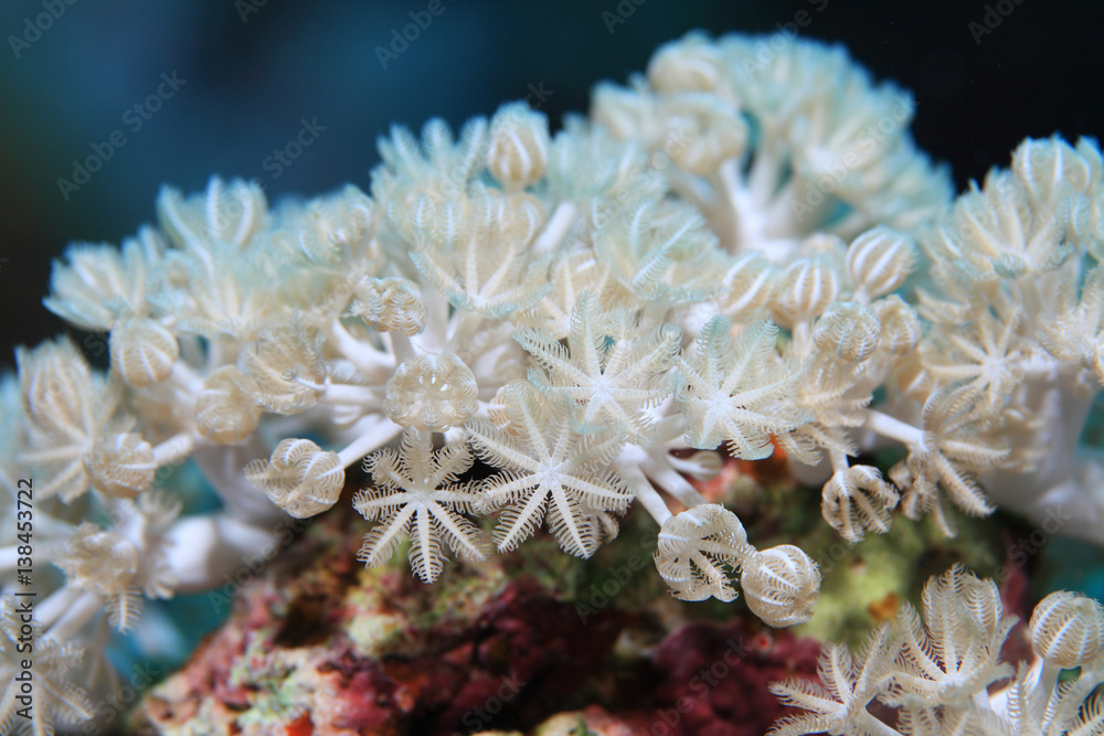 Obraz premium White pulse coral