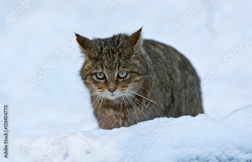 Wildkatze, Felis silvestris photo