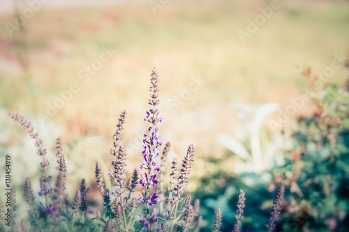 Summer nature background with wild herbs and flowers, outdoor nature © VICUSCHKA