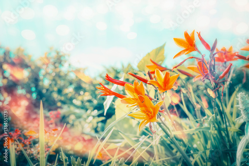 Fototapeta Naklejka Na Ścianę i Meble -  Summer day in flowers garden or park with Lily flowers at sky background with sunlight and bokeh lighting, outdoor nature