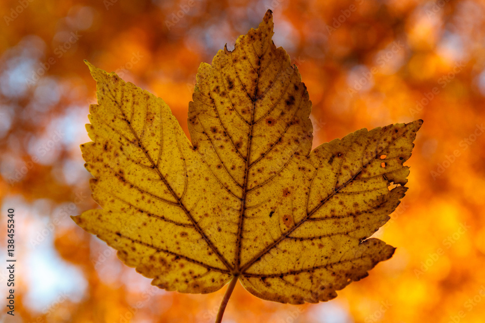 Fototapeta premium Leaf in autumn colors