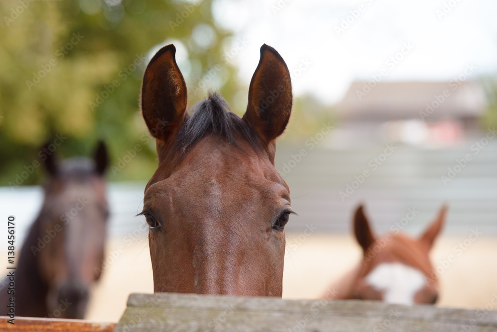 Fototapeta premium A thoroughbred horse on farm closeup view