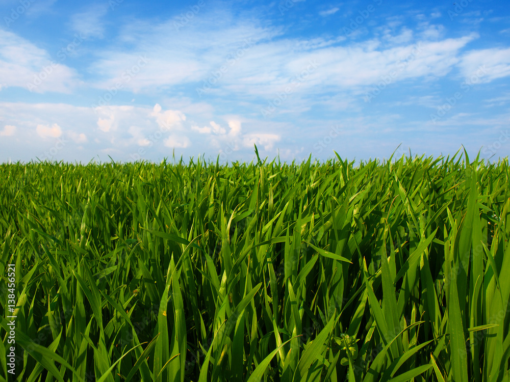 Fototapeta premium green wheat field