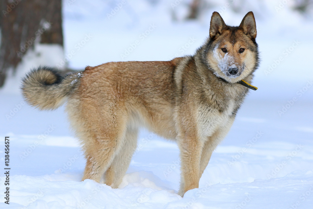 The West Siberian Laika. Dog closeup of a winter day