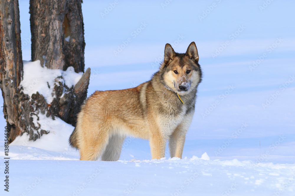 The West Siberian Laika. Dog winter in the forest