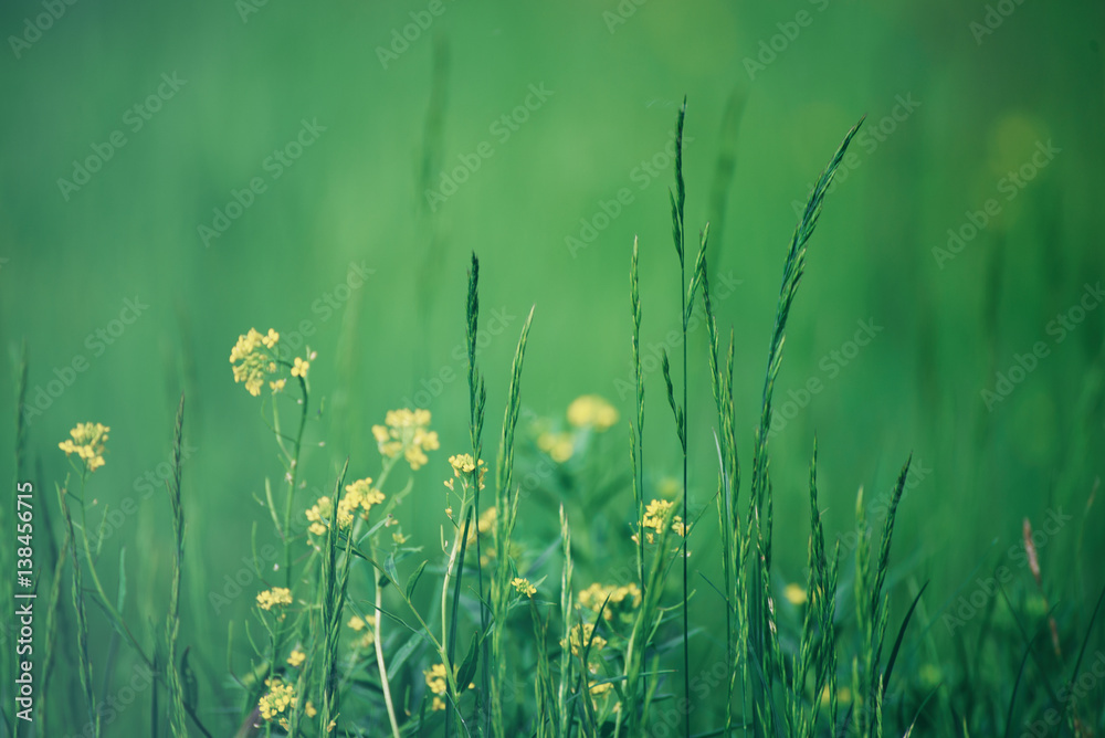 Green grass field with yellow meadow flowers suitable for backgrounds or wallpapers, natural seasonal landscape. Green grass field with yellow meadow flowers suitable for backgrounds or wallpapers, natural seasonal landscape.