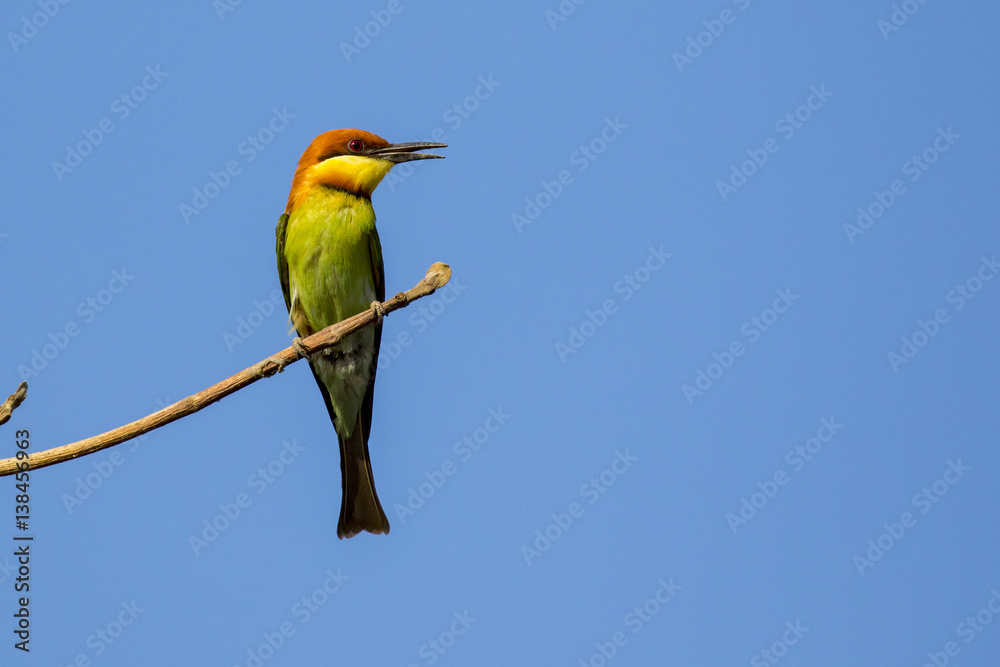 Obraz premium Image of bird on the branch on sky background. Wild Animals. Chestnut-headed Bee-eater (Merops leschenaulti)