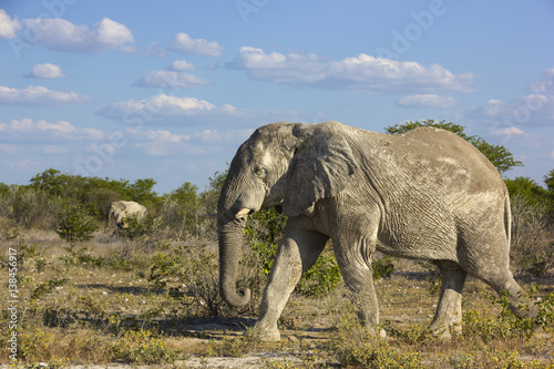 Safari Namibia © gaydser