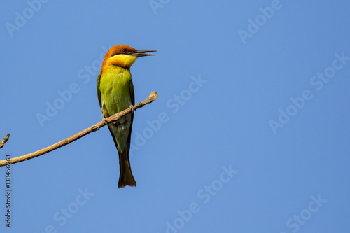 Image of bird on the branch on sky background. Wild Animals. Chestnut-headed Bee-eater (Merops leschenaulti)