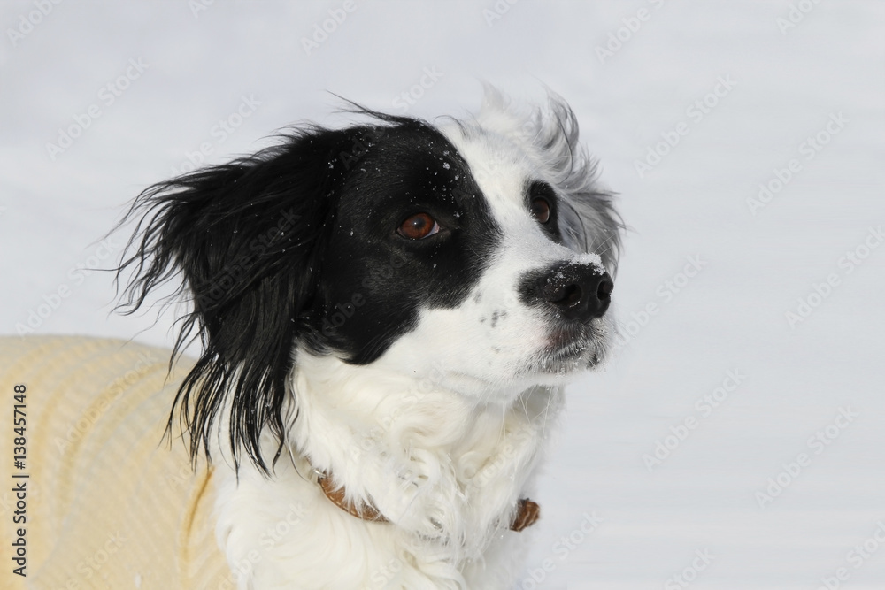 Portrait of a cute dog with some snow on nose looking up