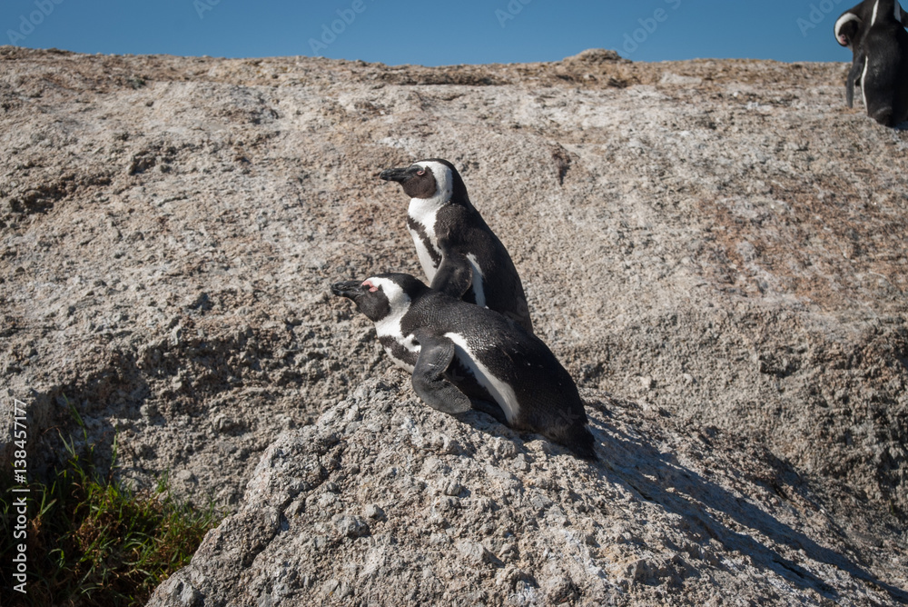 Obraz premium African penguins at Boulders Penguin Colony, Cape Peninsula, South Africa