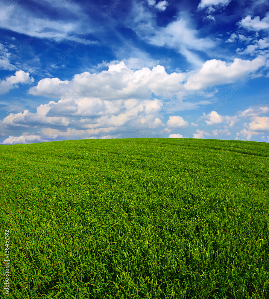 green wheat field