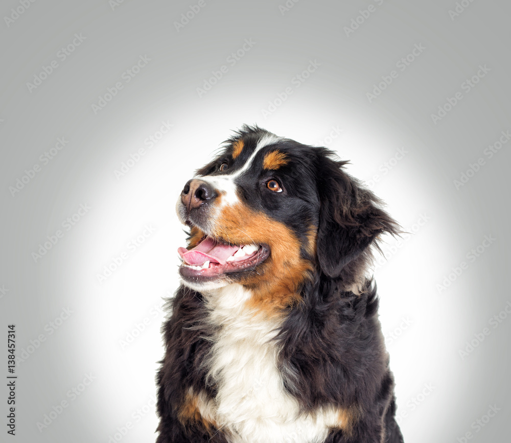 Bernese Mountain Dog on a gray background