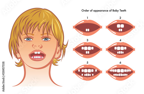 order of appearance of baby teeth