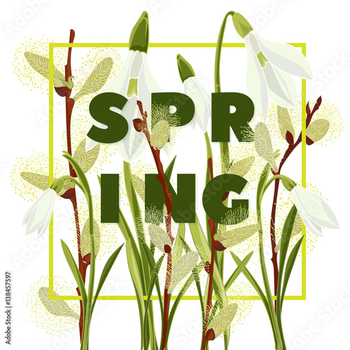 Spring floral background with beautiful snowdrop and pussy willow flower