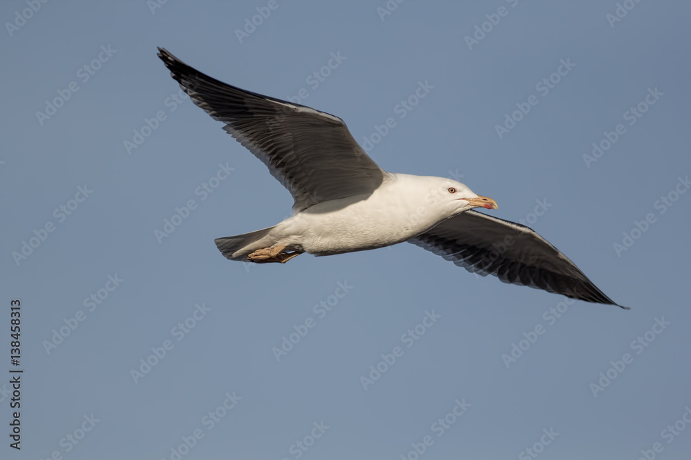 Gliding bird. Seagull flying with level wings against pale blue sky. Gliding bird. Seagull flying with level wings against pale blue sky.