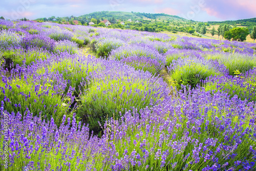 Lavender bushes on the field
