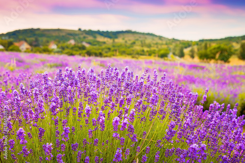Fototapeta Naklejka Na Ścianę i Meble -  Lavender field near Tihany in Hungary