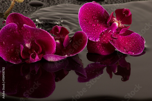 Rote Orchidee mit Wasserspiegelung und Wassertropfen