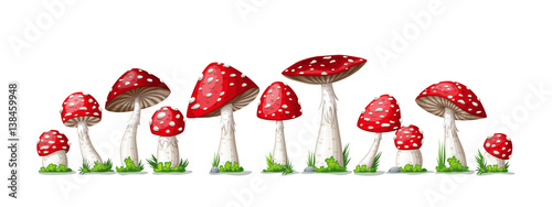 Fotografie, Obraz Illustration of some fly mushrooms in front of white background, panoama