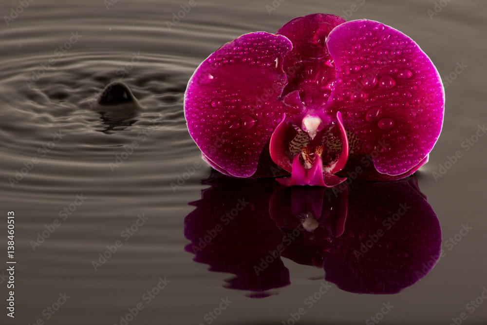 Naklejka premium Rote Orchidee mit Wasserspiegelung und Wassertropfen
