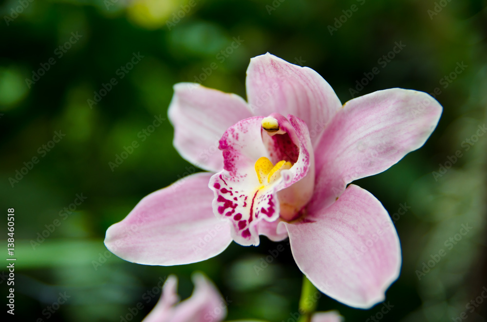 Obraz premium Orchid - the queen of flowers, bloomed in a botanical garden.