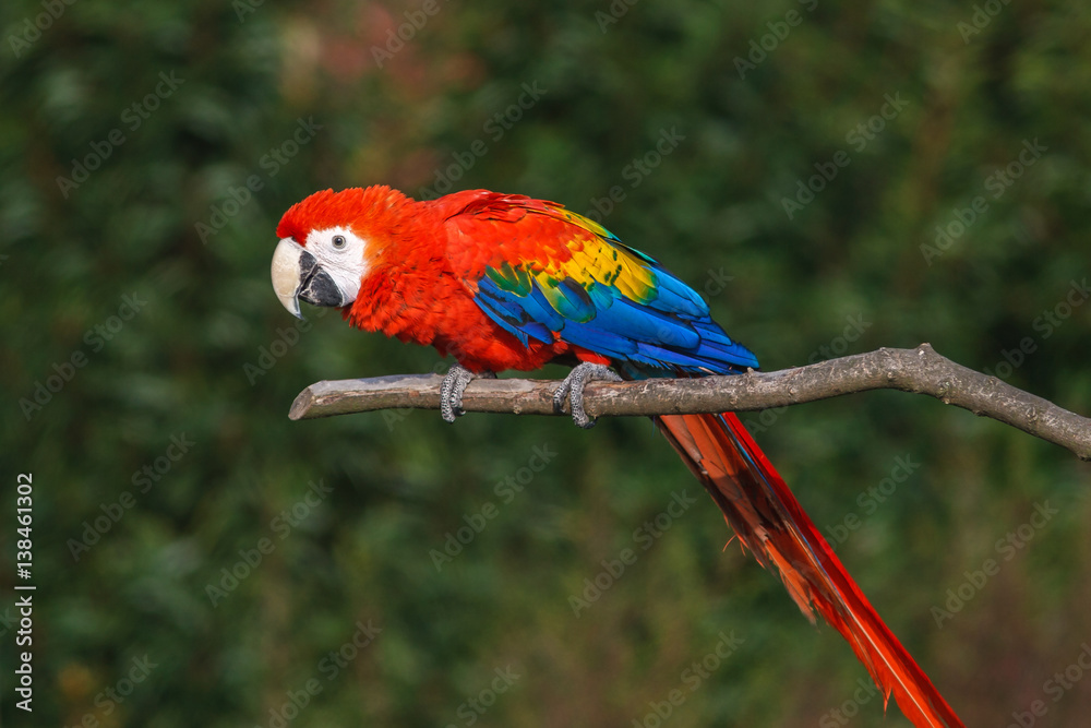 Fototapeta premium Parrot on a branch